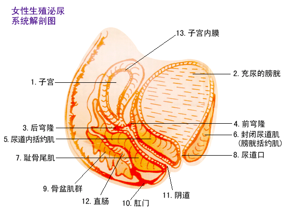 技術艾薇兒 一次性擺脫陰道炎 